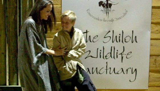 Angelina Jolie engagiert sich in der Rettung von verwaisten, afrikanischen Geparden